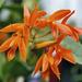 Guarianthe aurantiaca - Photo (c) Swallowtail Garden Seeds, some rights reserved (CC BY)