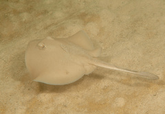 Trygonoptera testacea