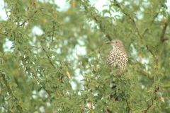 Toxostoma cinereum