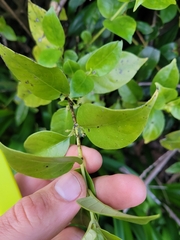 Geniostoma ligustrifolium