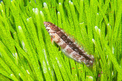 Eupetrichthys angustipes