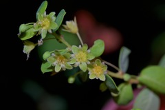 Phyllanthopsis phyllanthoides