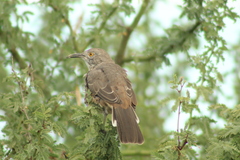 Toxostoma cinereum