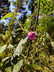 Howittia trilocularis