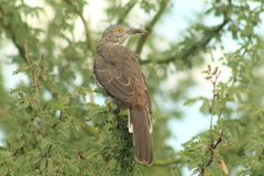 Toxostoma cinereum