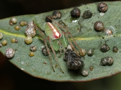 Araneus talipedatus