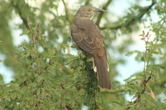 Toxostoma cinereum
