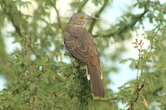 Toxostoma cinereum