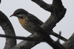 Acanthagenys rufogularis