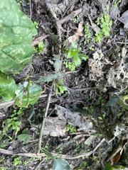 Proserpinaca palustris