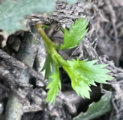 Proserpinaca palustris