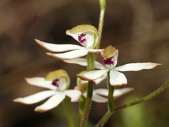 Caladenia cucullata