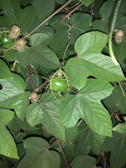 Passiflora ciliata