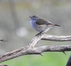 Acanthiza uropygialis