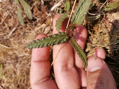 Corchorus asplenifolius