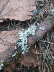 Hypogymnia physodes