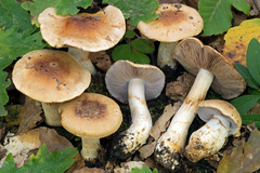 Phlegmacium luteocingulatum