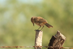 Toxostoma cinereum