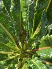 Formica fusca