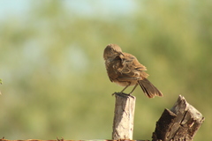 Toxostoma cinereum