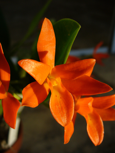 Orange Cattleya