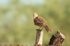 Toxostoma cinereum