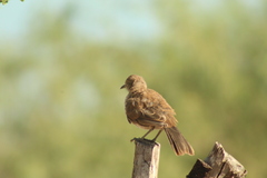 Toxostoma cinereum