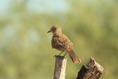 Toxostoma cinereum