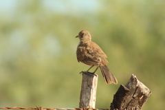 Toxostoma cinereum
