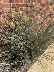 Asclepias subulata