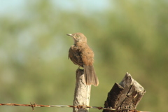 Toxostoma cinereum