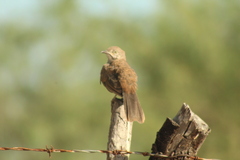 Toxostoma cinereum