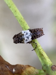 Pogonocherus hispidus