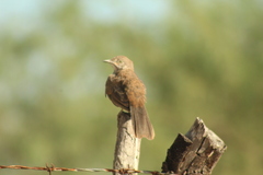 Toxostoma cinereum