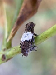 Pogonocherus hispidus