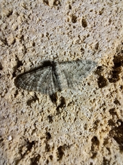 Gymnoscelis rufifasciata