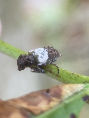 Pogonocherus hispidus