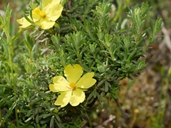 Hibbertia sericea