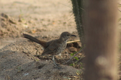 Toxostoma cinereum