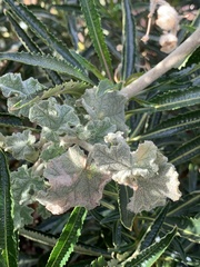 Malacothamnus orbiculatus