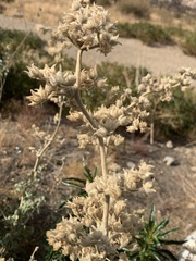 Malacothamnus orbiculatus