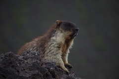 Marmota camtschatica