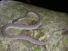 Xenodermus javanicus