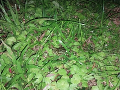 Incilius coniferus