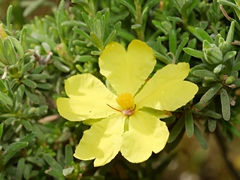 Hibbertia sericea