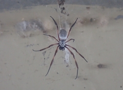 Trichonephila edulis