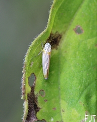Graphocephala aurora