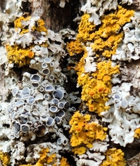 Polycauliona candelaria