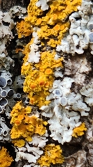 Polycauliona candelaria
