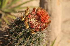 Ferocactus
